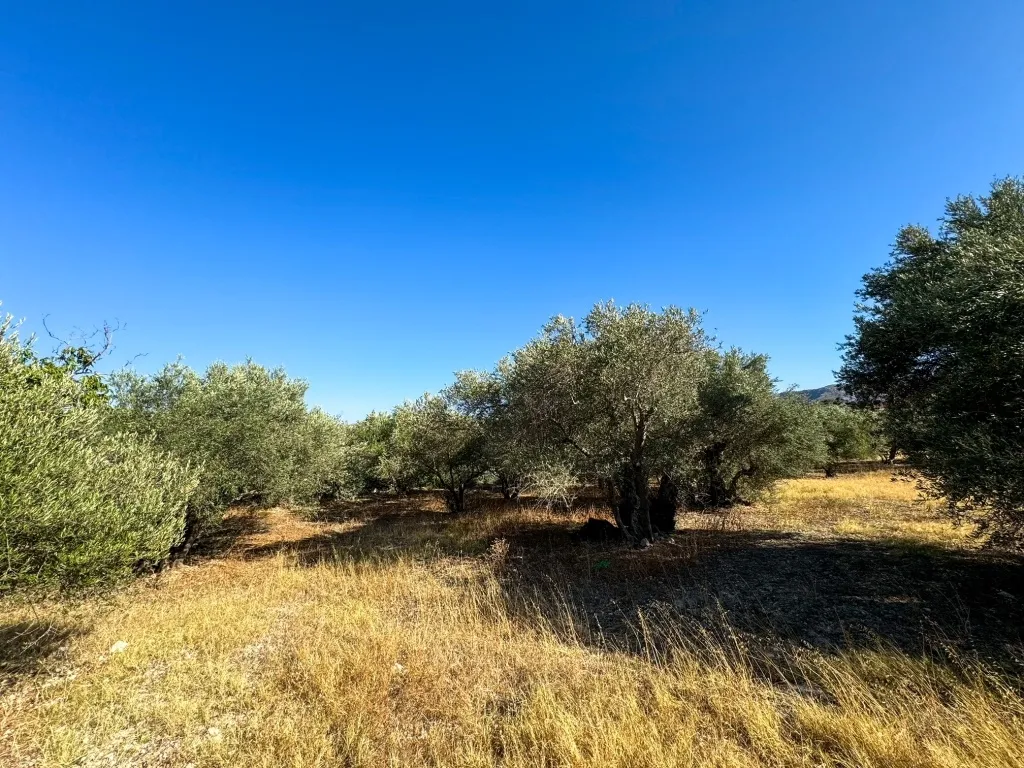 Οικόπεδο 1650τ.μ.  - 3