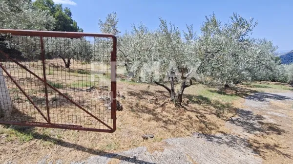 Μονοκατοικία 41τ.μ.  - 3