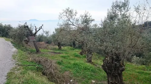 Οικόπεδο 1607τ.μ.  - 3