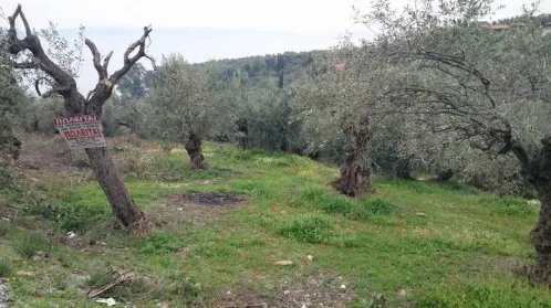 Οικόπεδο 1607τ.μ.  - 4
