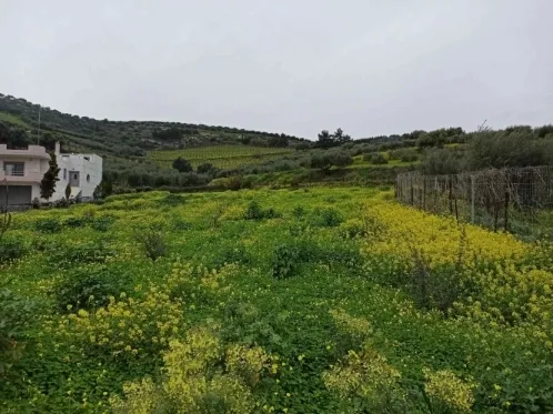 Οικόπεδο 3000τ.μ.  - 2