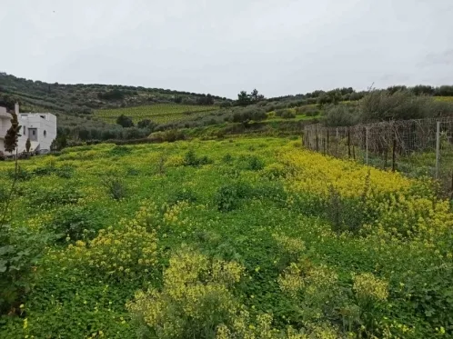 Οικόπεδο 3000τ.μ.  - 3