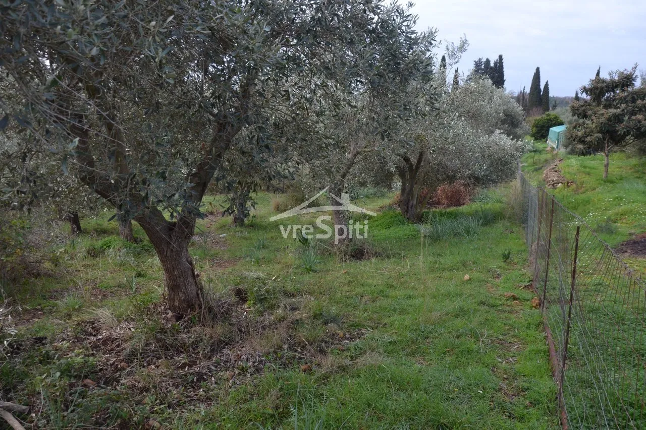 Αγροτεμάχιο 5300τ.μ.  - 4