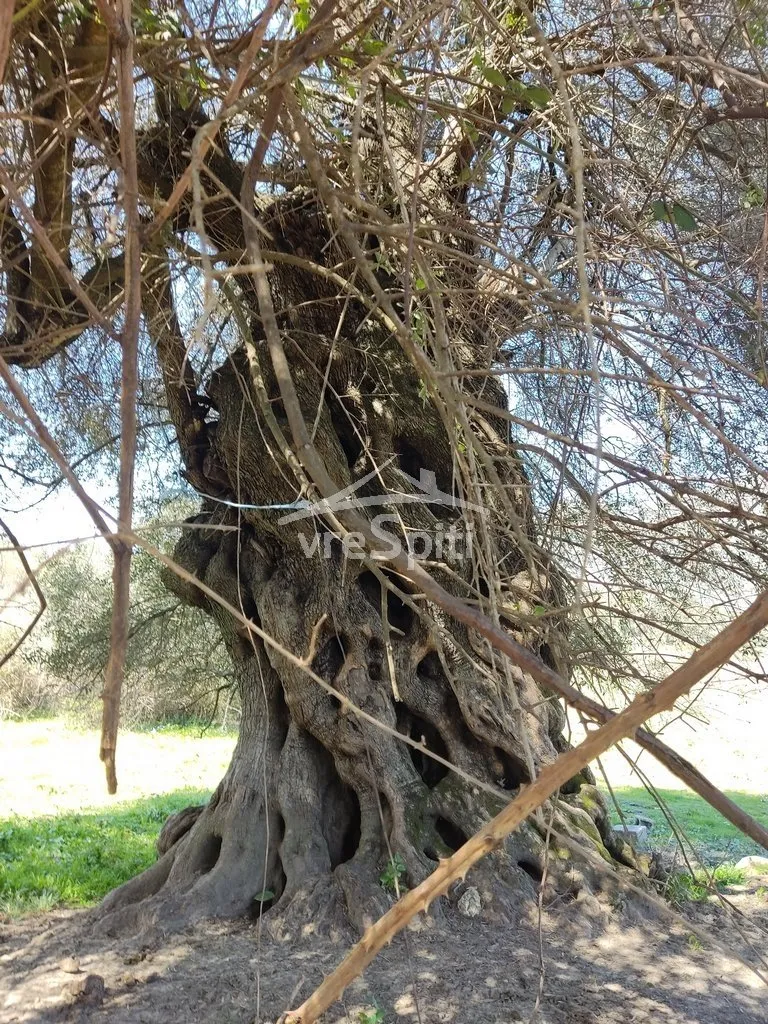 Land Parcel 5500m²  - 2