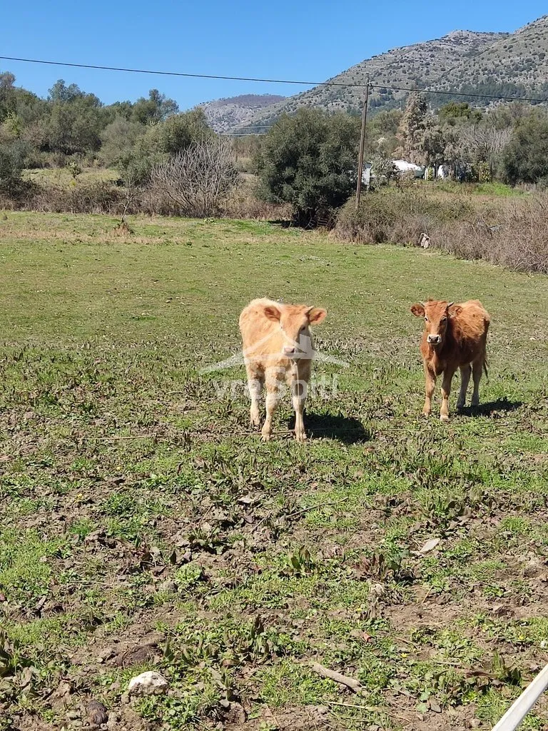 Land Parcel 5500m²  - 3