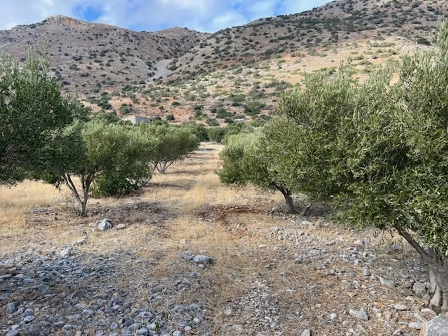 Plot 13000m²  - 3