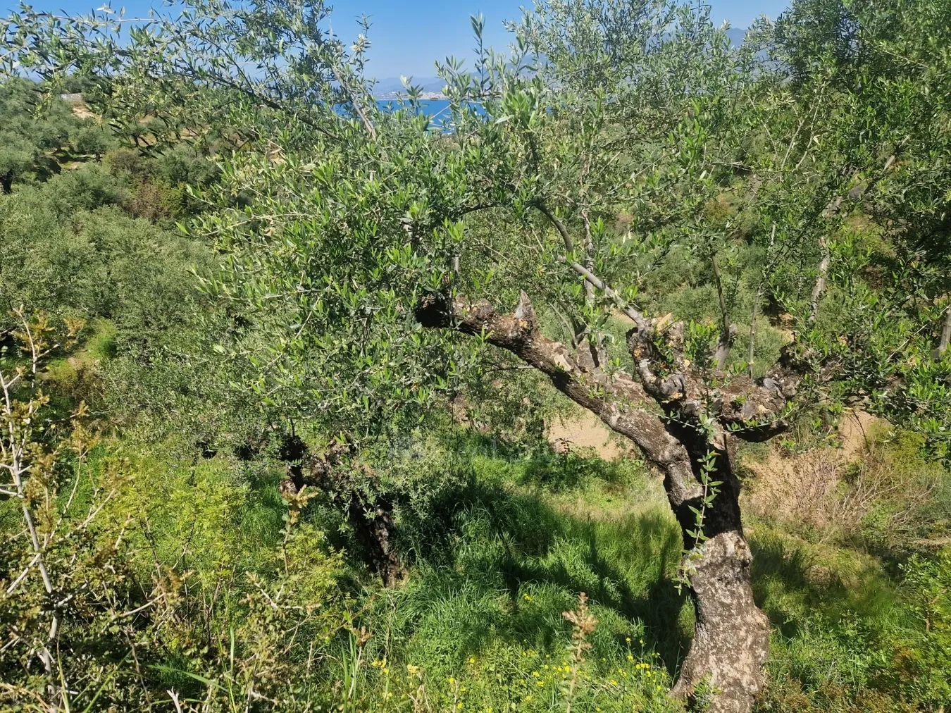 Οικόπεδο 4026τ.μ.  - 2
