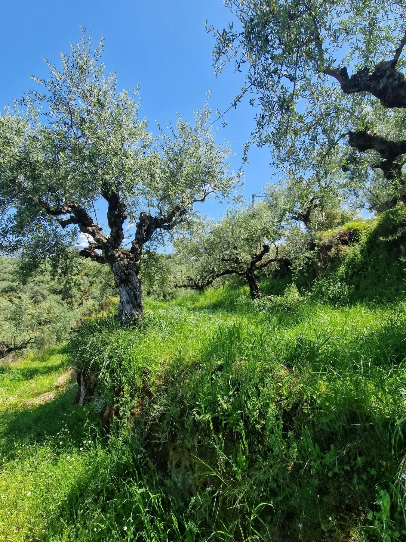 Οικόπεδο 4026τ.μ.  - 5