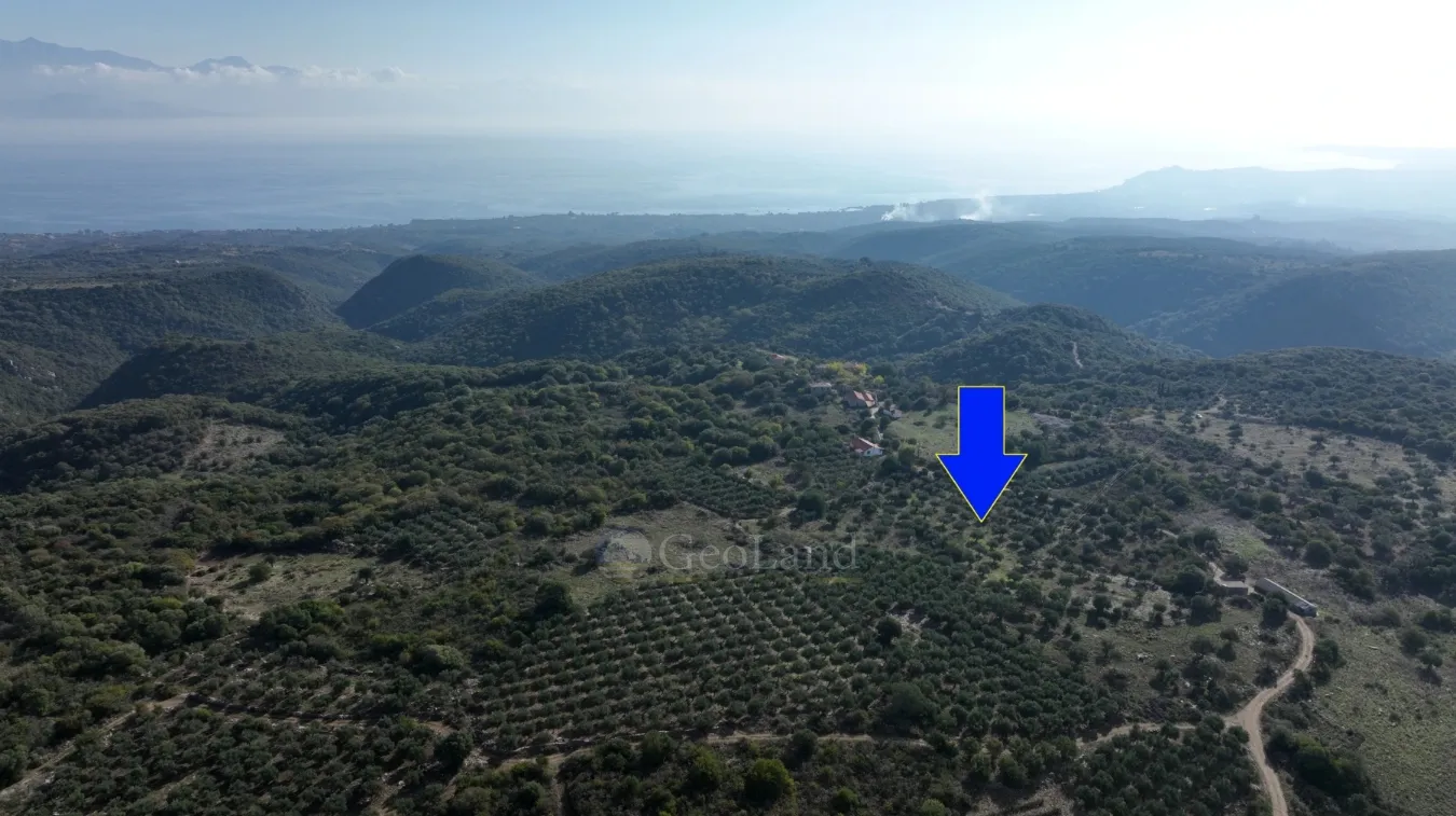 Αγροτεμάχιο 5000τ.μ.  - 2