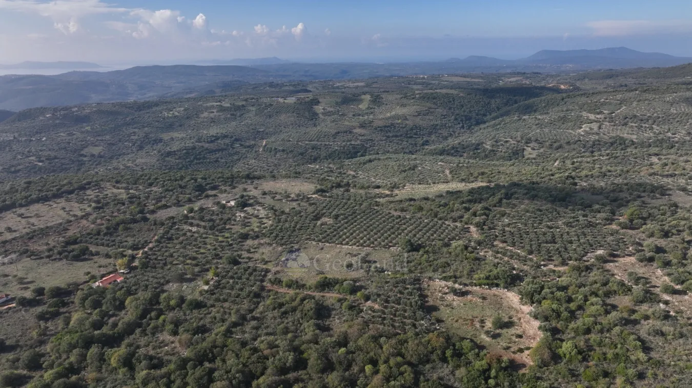 Αγροτεμάχιο 5000τ.μ.  - 5
