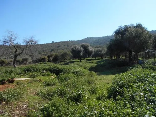Αγροτεμάχιο 5040τ.μ.  - 2