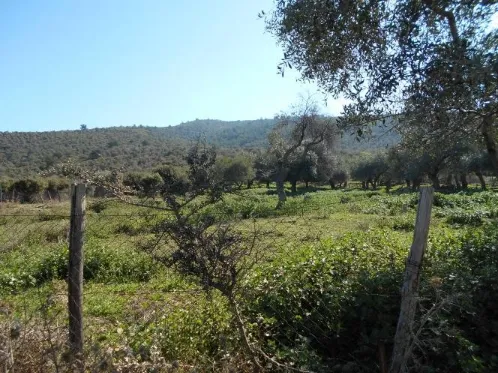 Αγροτεμάχιο 5040τ.μ.  - 3