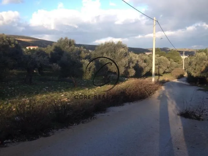 Οικόπεδο 2300τ.μ.  - 5