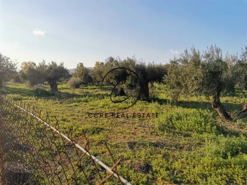Οικόπεδο 6000τ.μ.  - 2