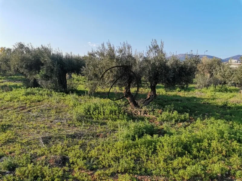 Οικόπεδο 6000τ.μ.  - 3