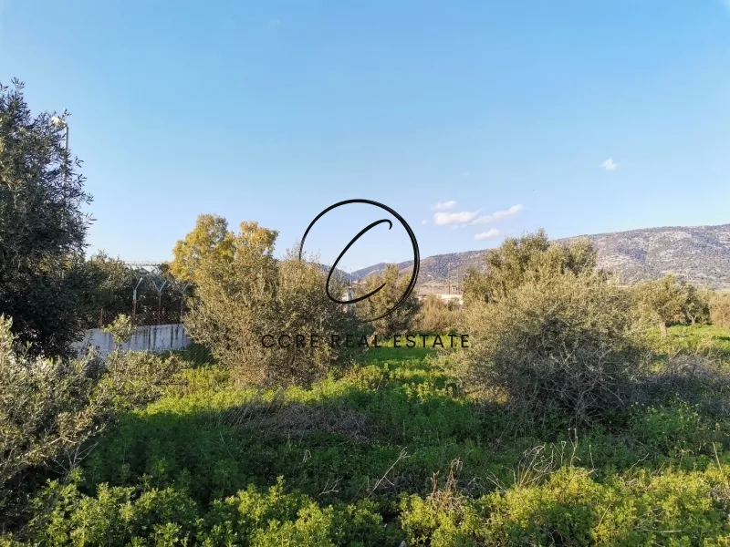 Οικόπεδο 6000τ.μ.  - 4
