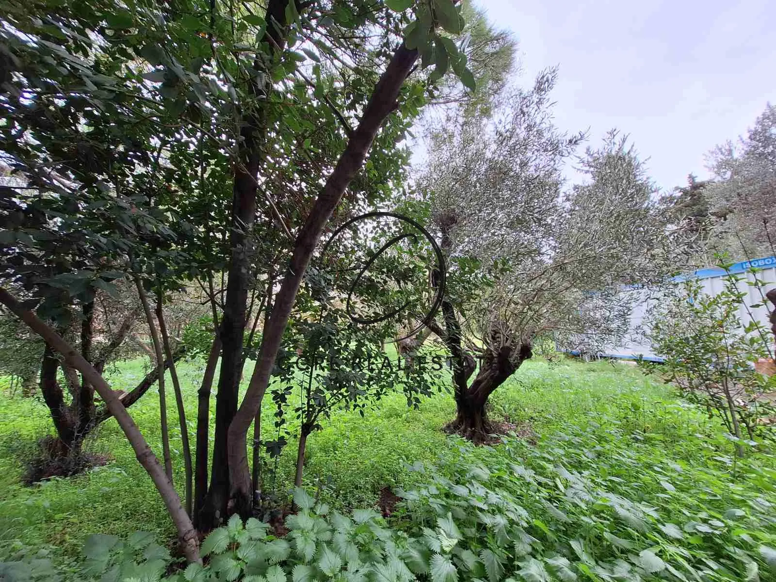 Οικόπεδο 2647τ.μ.  - 5