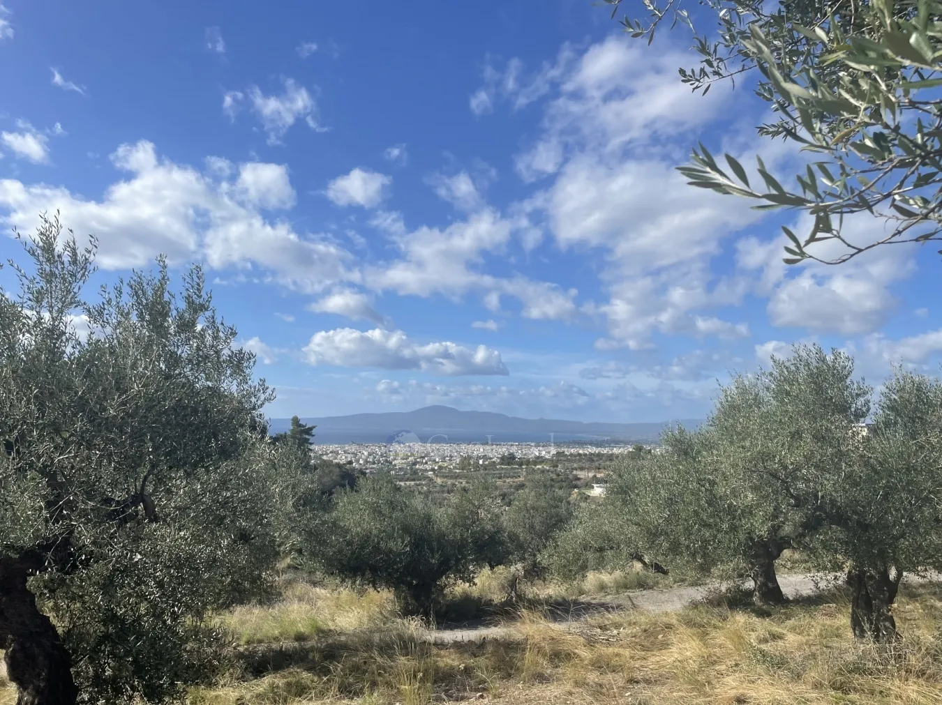 Αγροτεμάχιο 7000τ.μ.  - 3