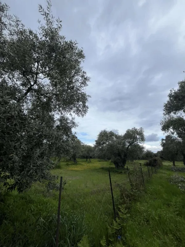 Αγροτεμάχιο 1376τ.μ.  - 2