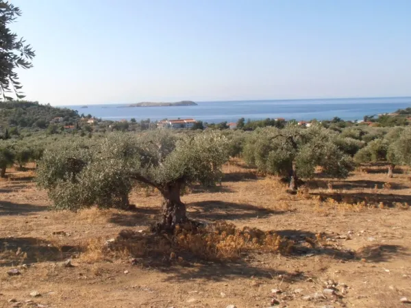 Αγροτεμάχιο 34105τ.μ.  - 2