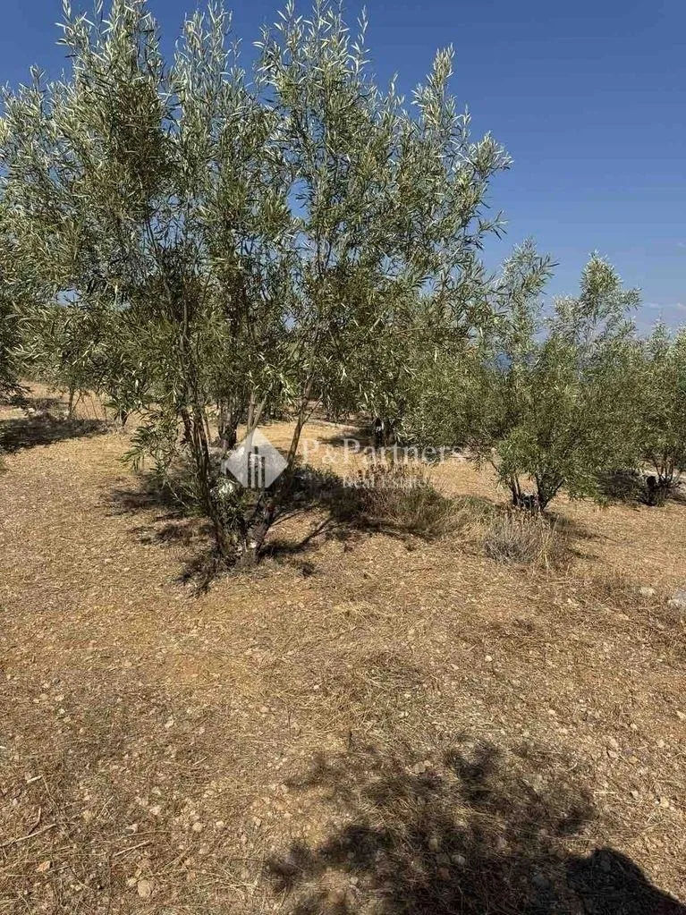 Οικόπεδο 646τ.μ.  - 3