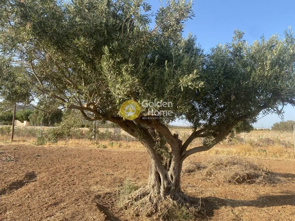 Αγροτεμάχιο 4300τ.μ.  - 4