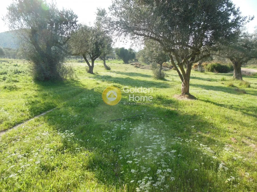 Αγροτεμάχιο 1236τ.μ.  - 2