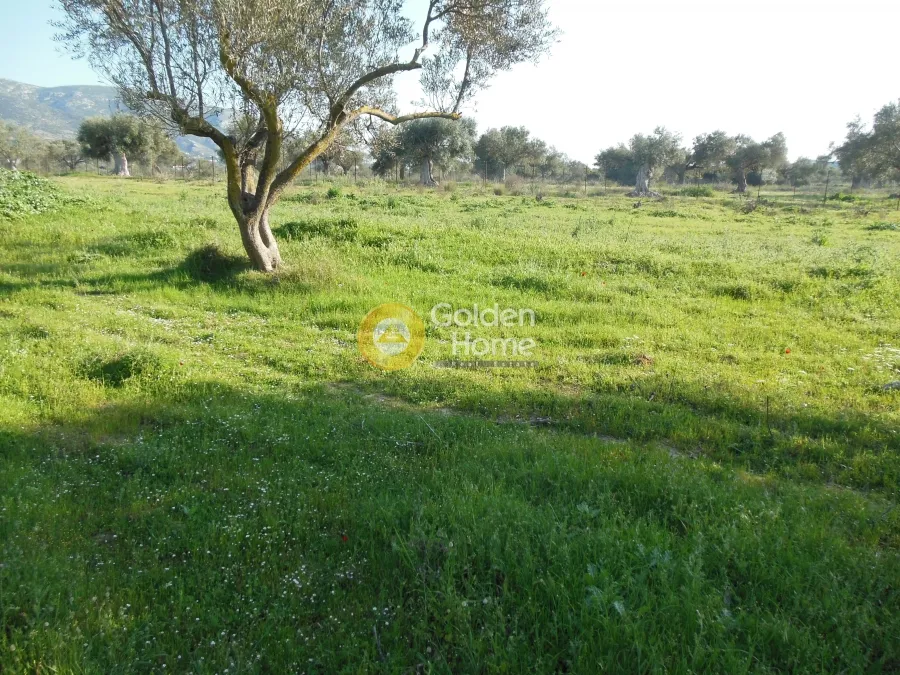 Αγροτεμάχιο 1236τ.μ.  - 3