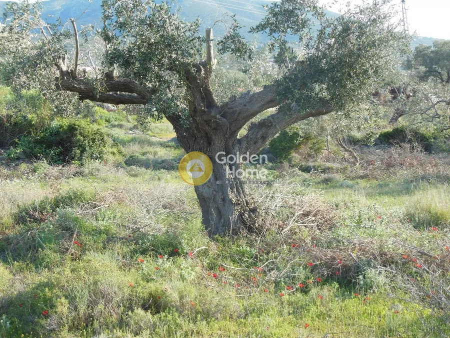 Αγροτεμάχιο 1236τ.μ.  - 4