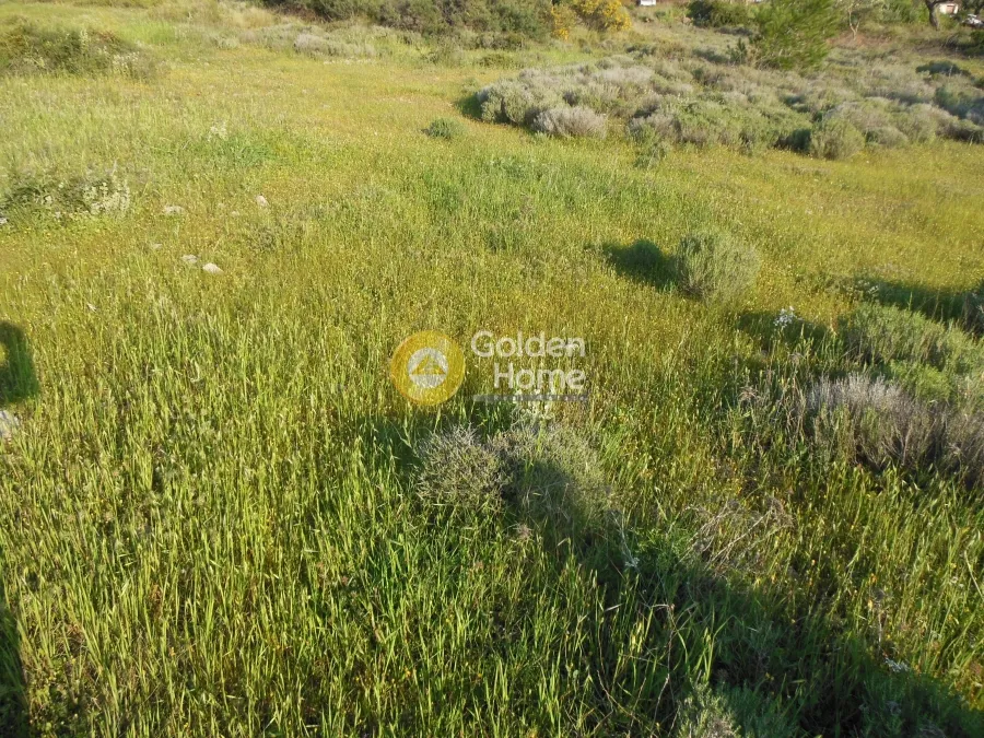 Αγροτεμάχιο 1236τ.μ.  - 5