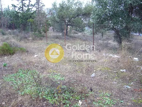 Αγροτεμάχιο 550τ.μ.  - 3