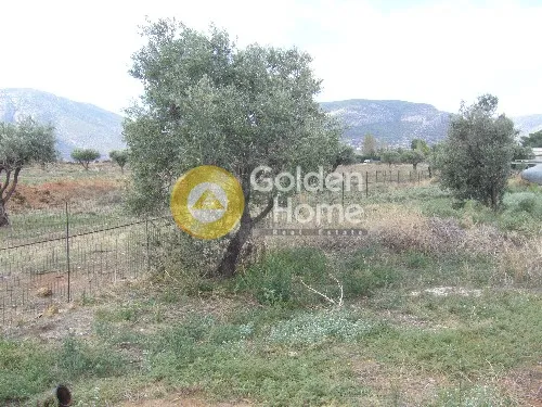 Αγροτεμάχιο 12011τ.μ.  - 4