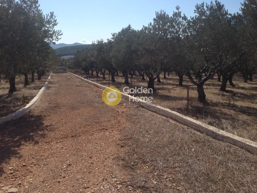 Αγροτεμάχιο 5812τ.μ.  - 2