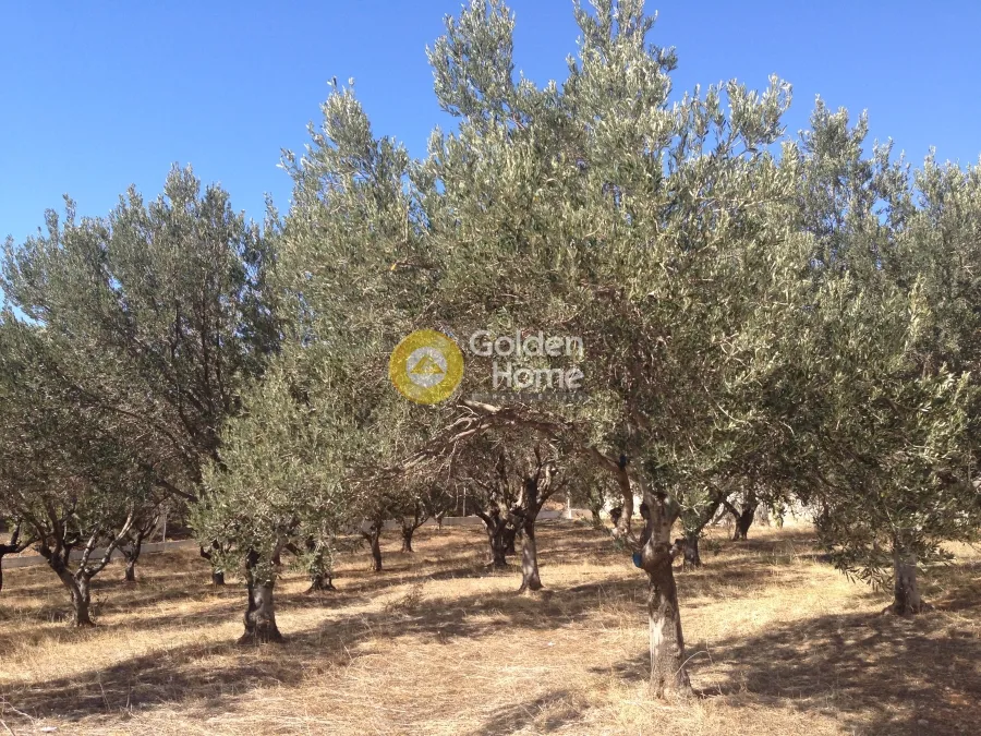 Αγροτεμάχιο 5812τ.μ.  - 4