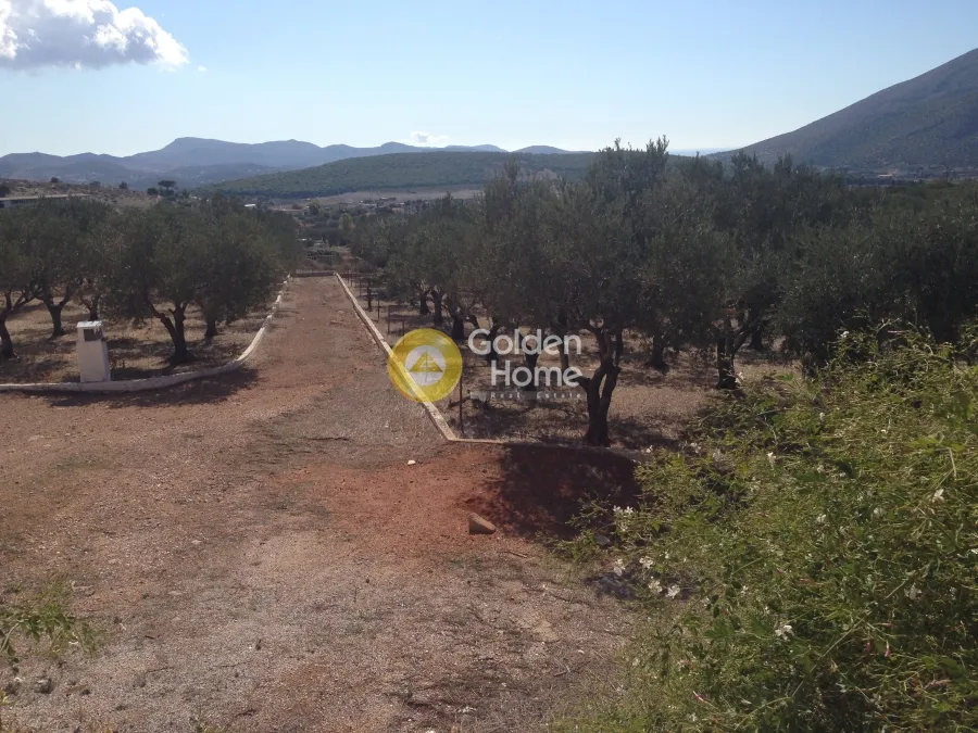 Αγροτεμάχιο 5812τ.μ.  - 5