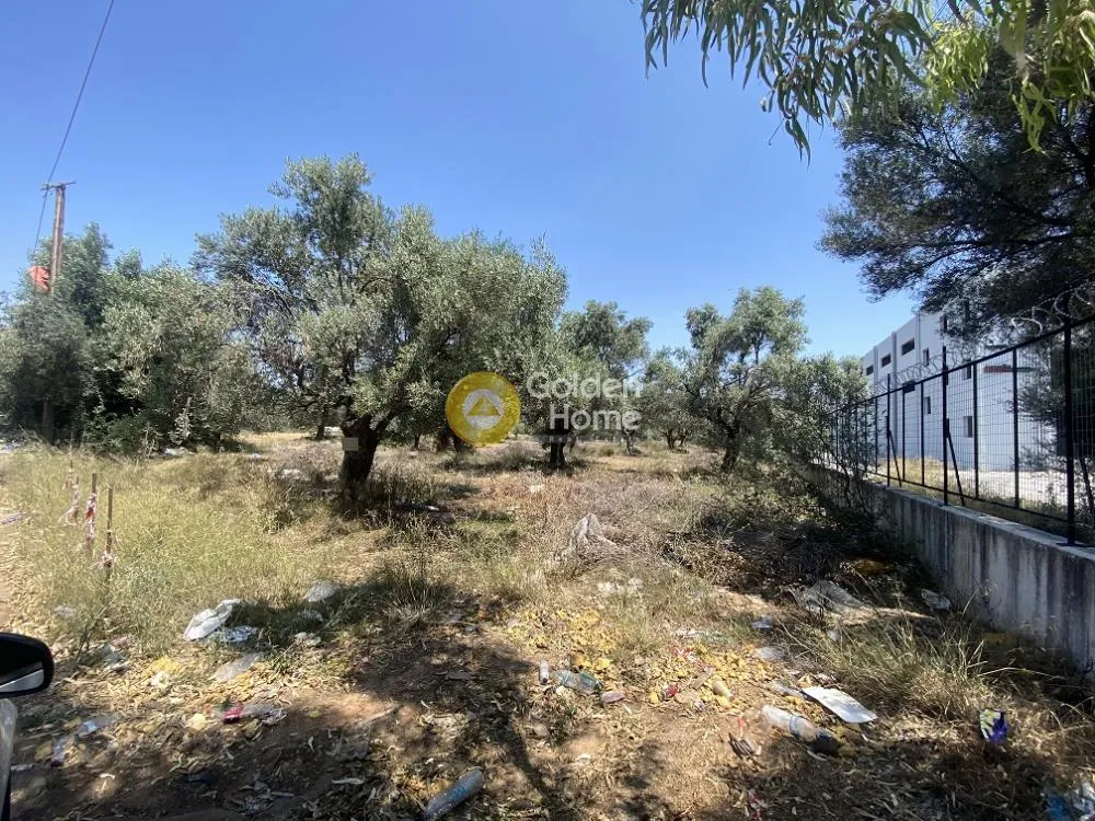 Αγροτεμάχιο 6300τ.μ.  - 3