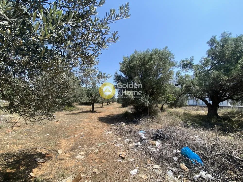 Αγροτεμάχιο 6300τ.μ.  - 4