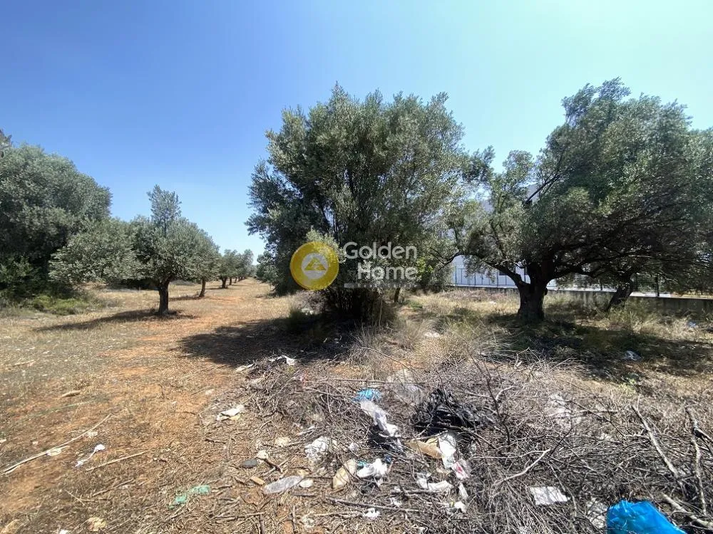 Αγροτεμάχιο 6300τ.μ.  - 5