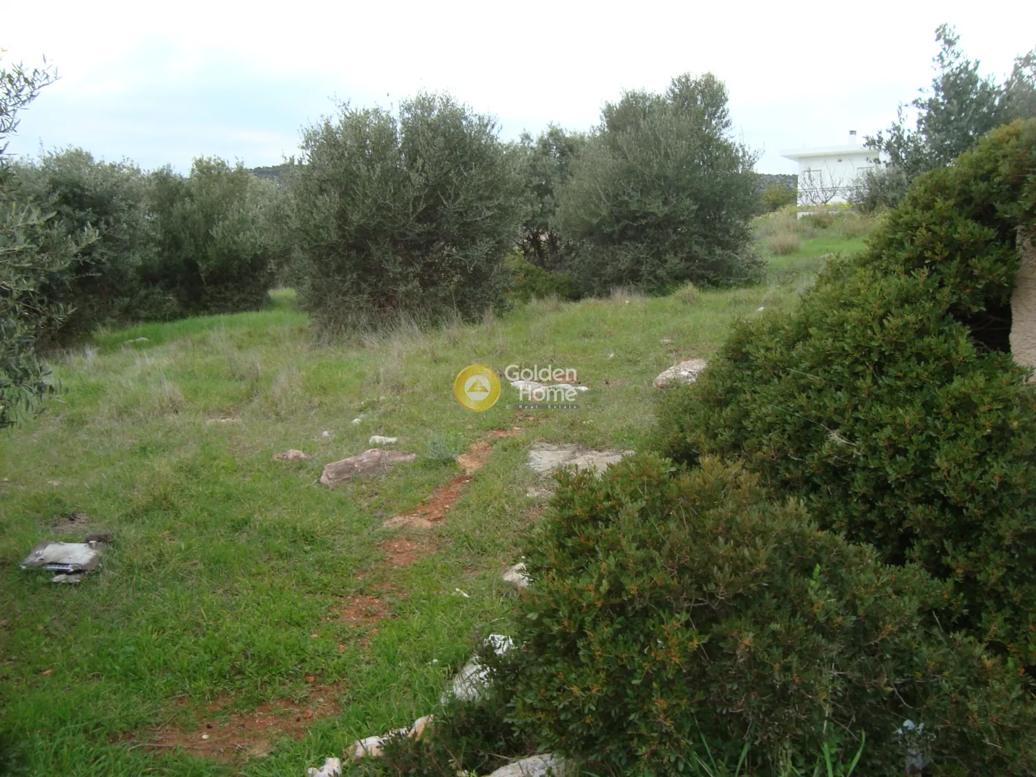 Αγροτεμάχιο 2263τ.μ.  - 3