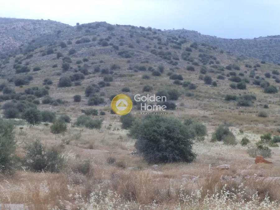 Αγροτεμάχιο 4200τ.μ.  - 3