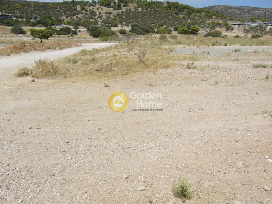 Αγροτεμάχιο 10079τ.μ.  - 5