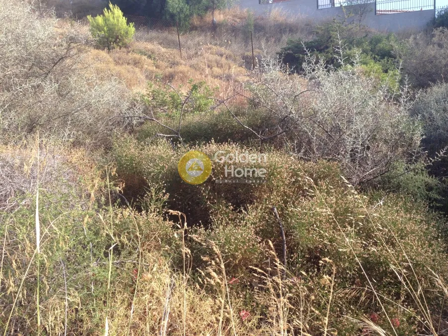 Αγροτεμάχιο 1203τ.μ.  - 5