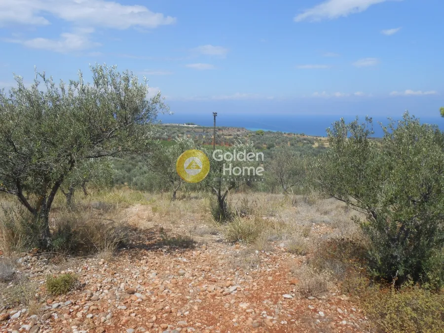 Αγροτεμάχιο 8008τ.μ.  - 2