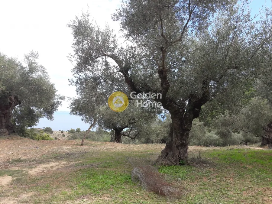 Land Parcel 21779m²  - 2
