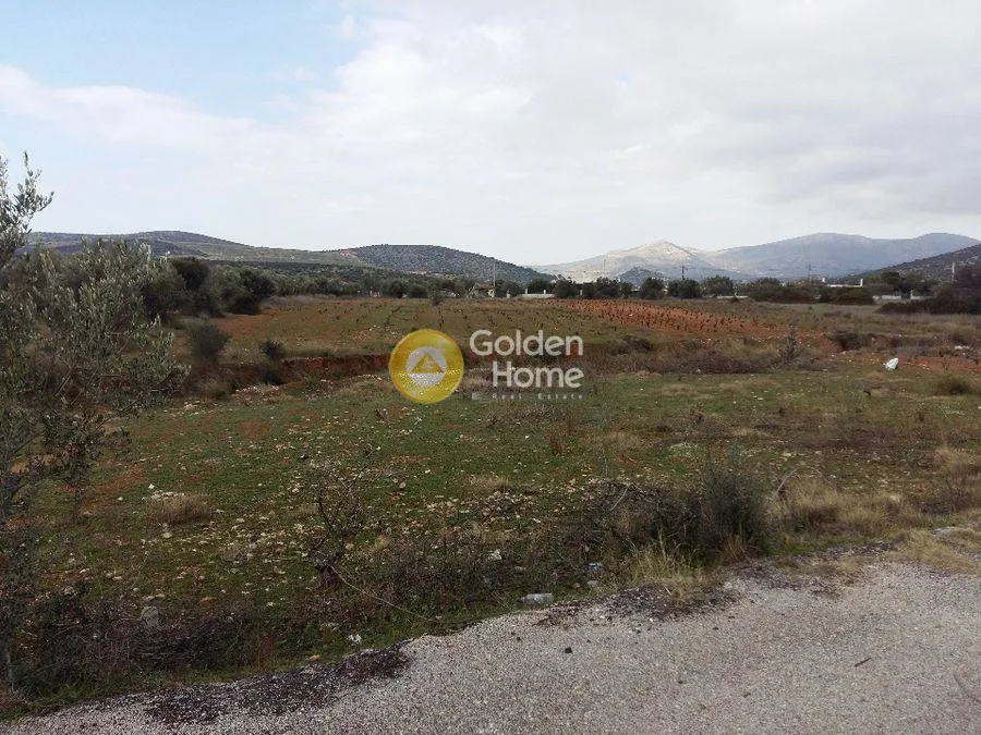 Αγροτεμάχιο 5000τ.μ.  - 2