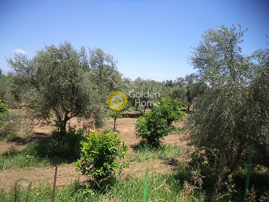 Αγροτεμάχιο 10200τ.μ.  - 2