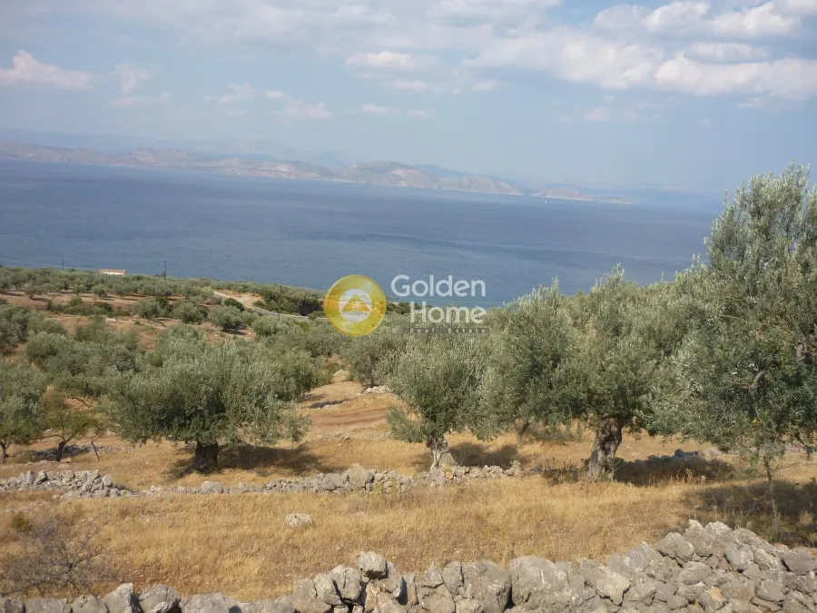 Αγροτεμάχιο 6250τ.μ.  - 2