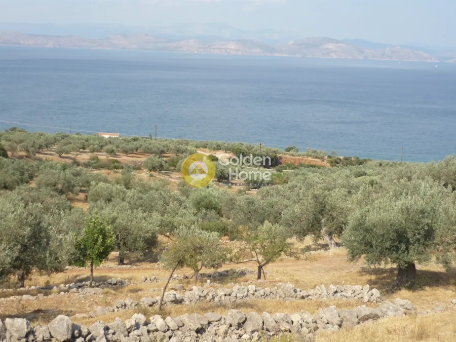 Αγροτεμάχιο 6250τ.μ.  - 3