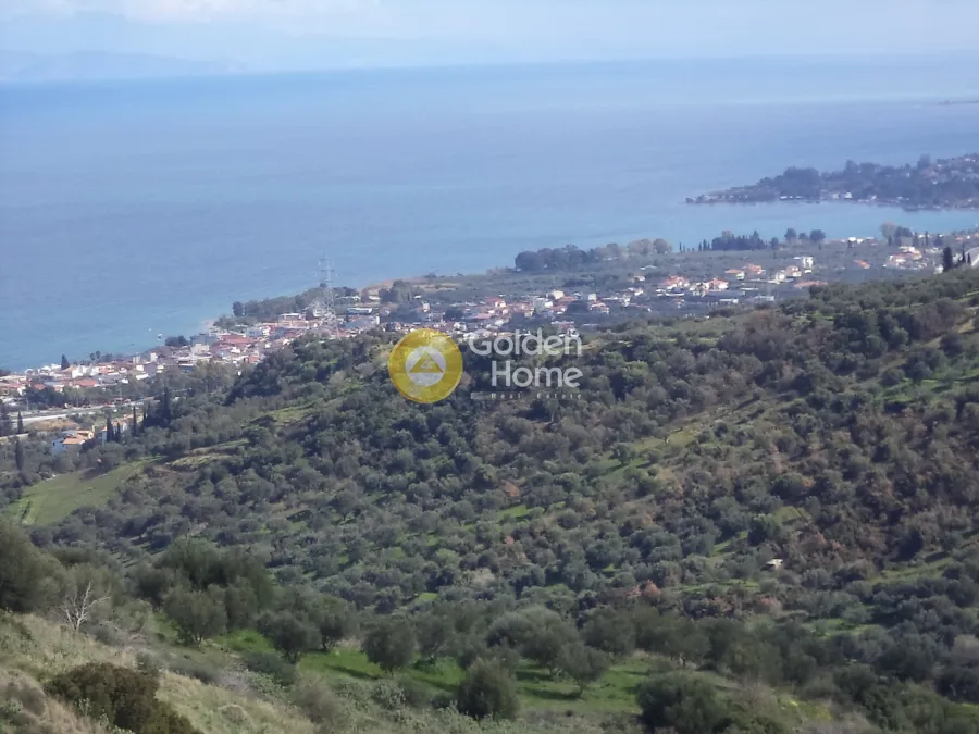 Αγροτεμάχιο 7500τ.μ.  - 4