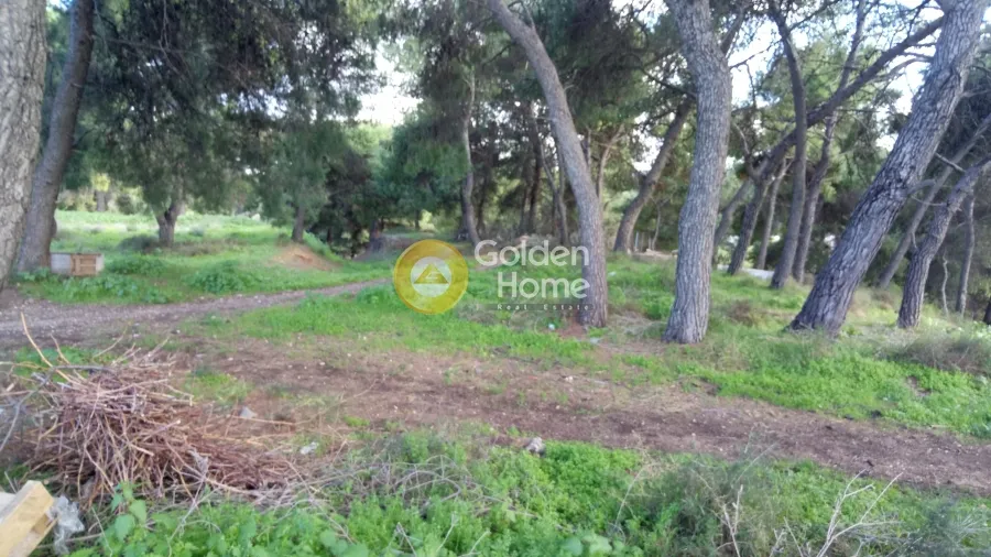 Αγροτεμάχιο 50941τ.μ.  - 5